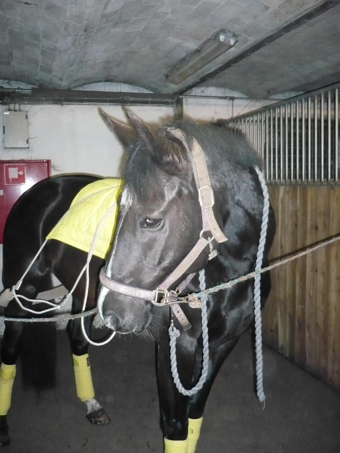 Dansk Varmblod Hjælmsbjergs Like a lady - Lox klar til arbejde :) billede 20