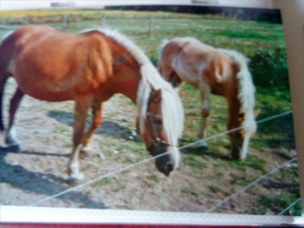 Haflinger Nando billede 17