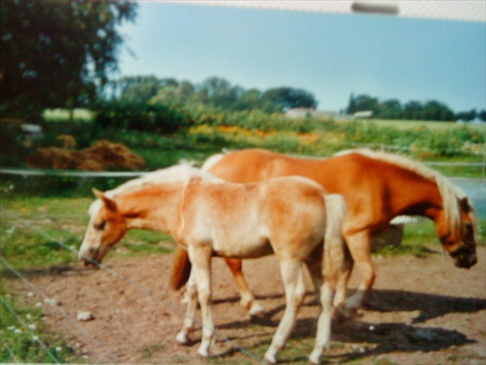 Haflinger Nando billede 18
