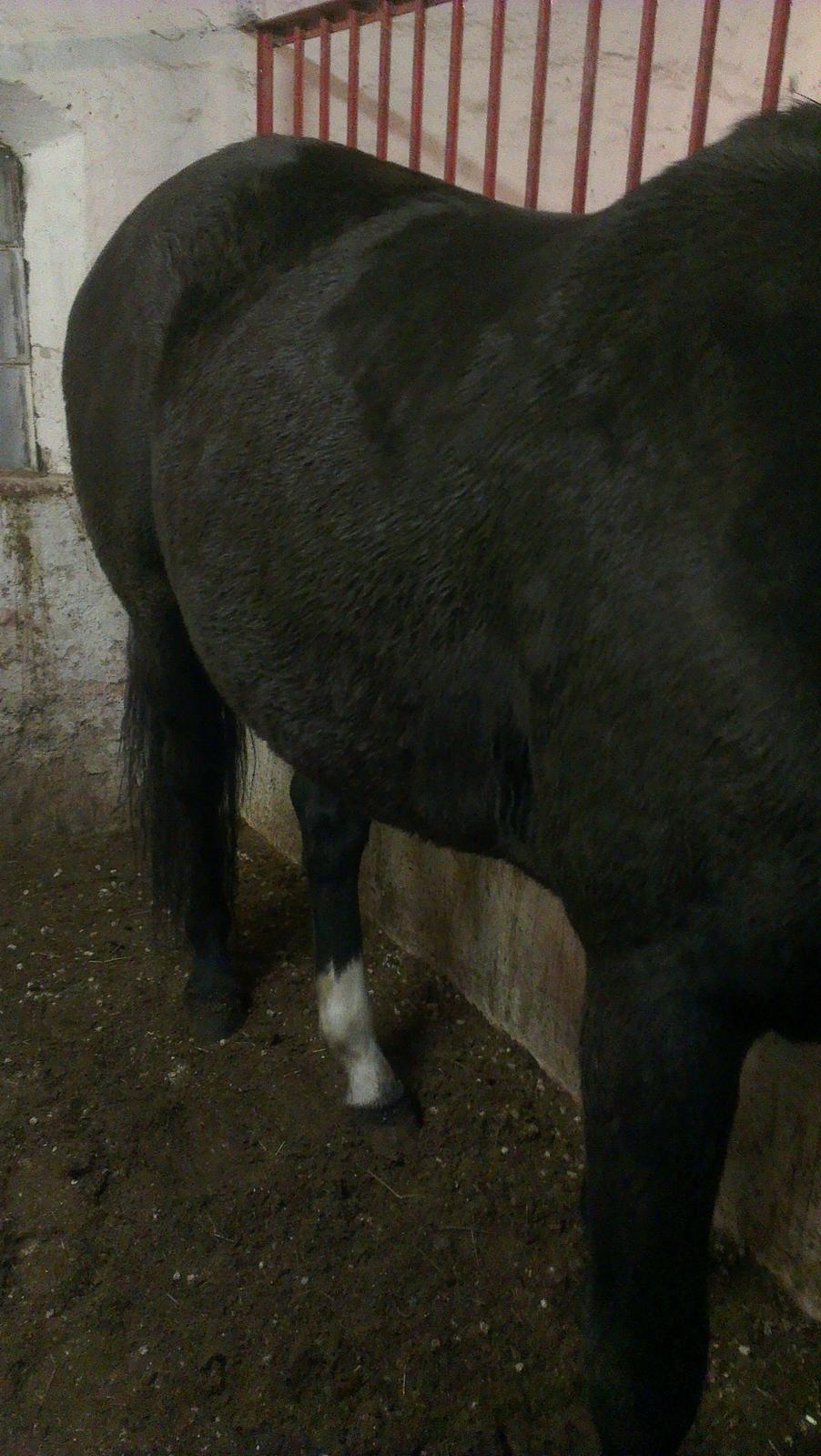 Dansk Varmblod Hjælmsbjergs Like a lady - Den tykke mave Marts 2013 - 1½ mdr til foling billede 21