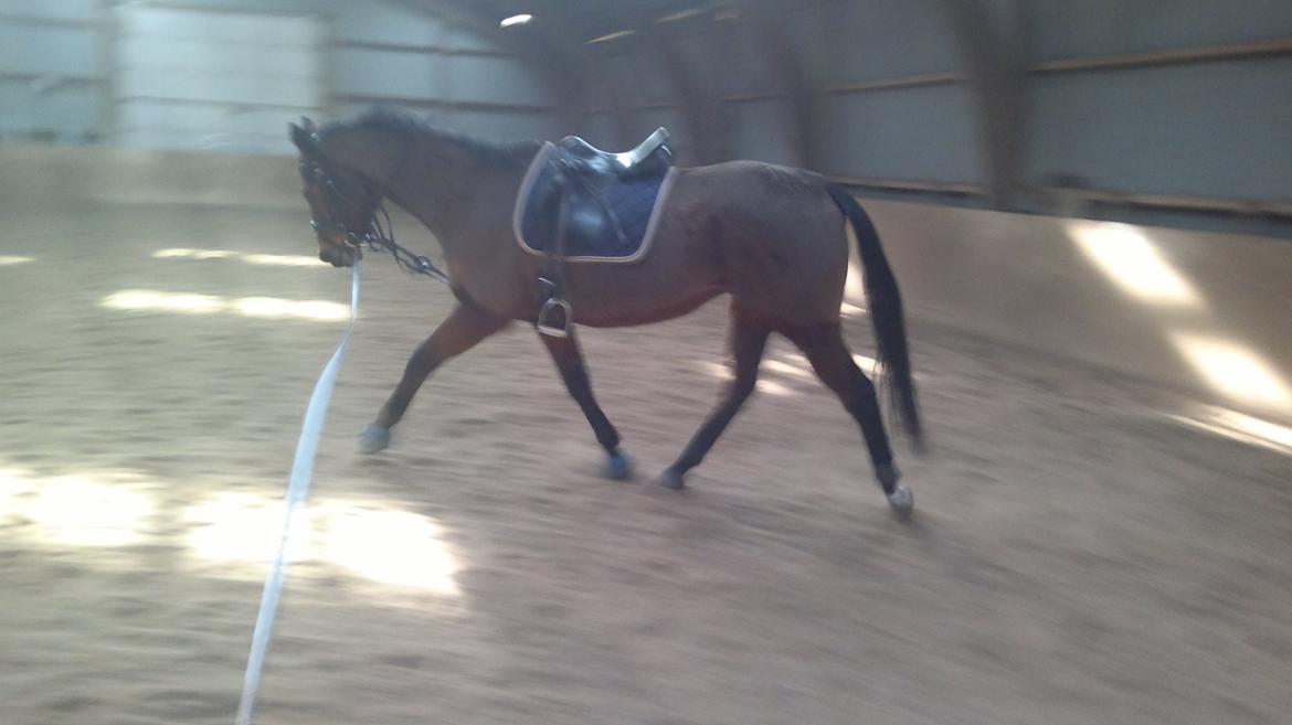 Fuldblod (XX) King of York billede 1