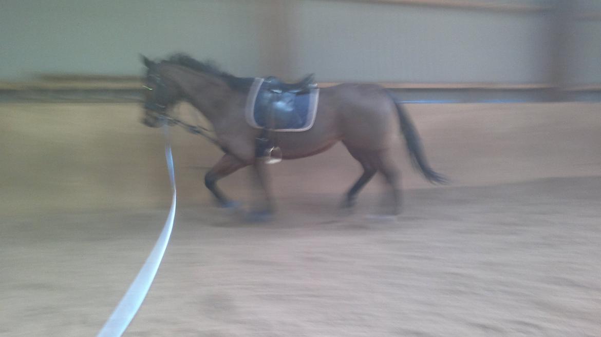 Fuldblod (XX) King of York billede 3