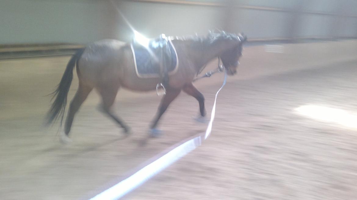 Fuldblod (XX) King of York billede 4