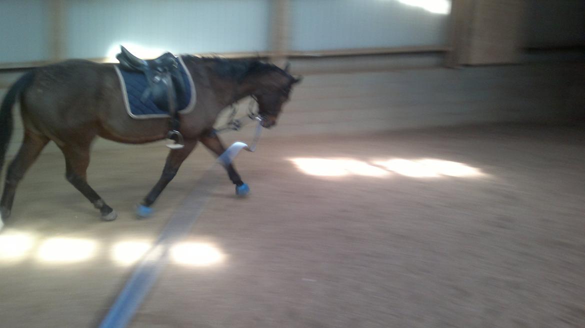 Fuldblod (XX) King of York billede 5