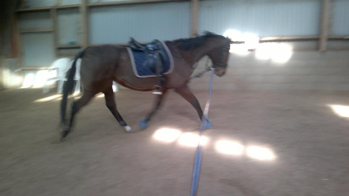 Fuldblod (XX) King of York billede 6