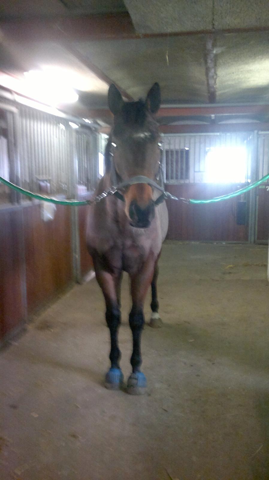 Fuldblod (XX) King of York billede 2