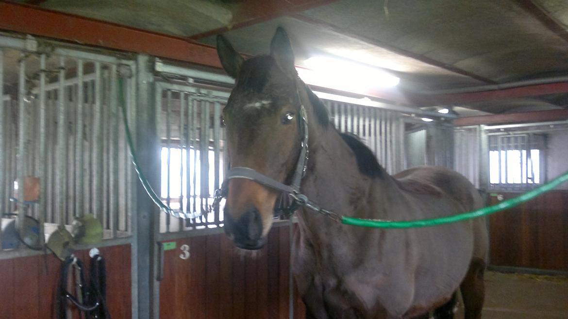 Fuldblod (XX) King of York billede 7