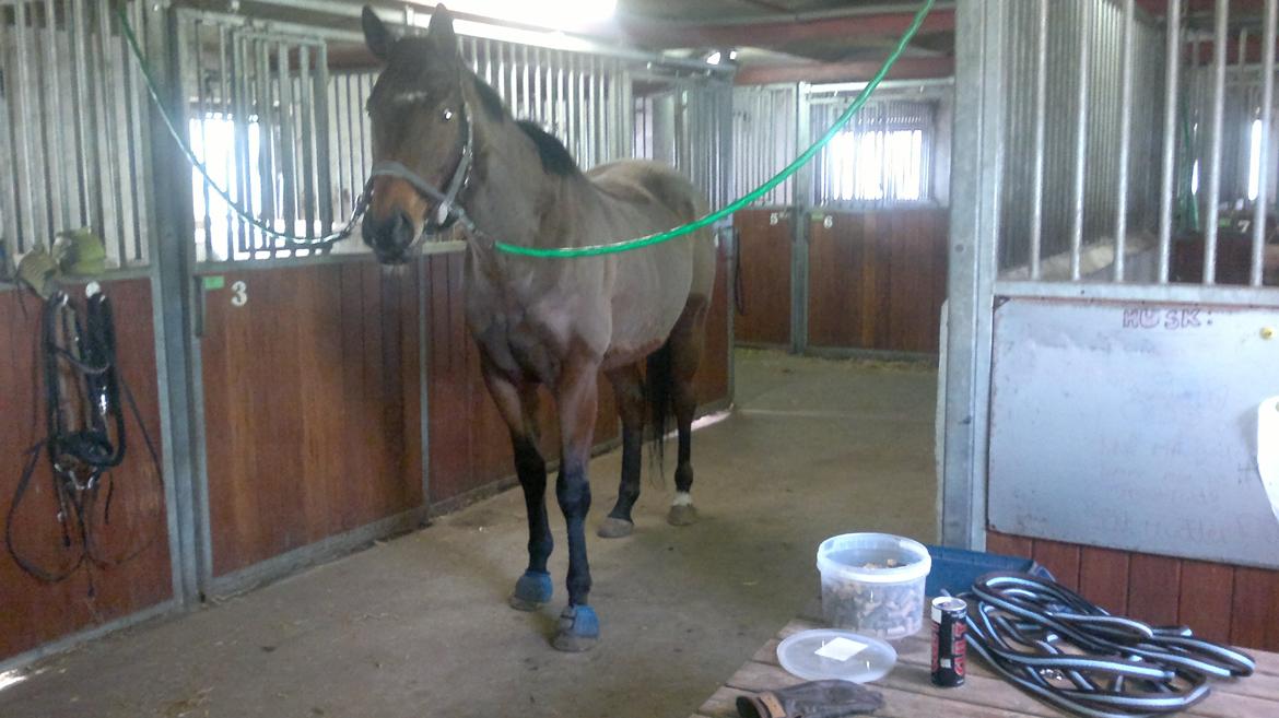 Fuldblod (XX) King of York billede 8