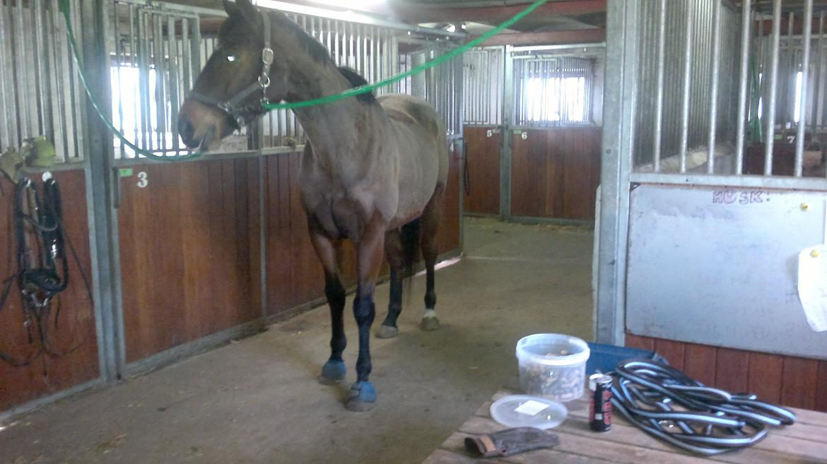 Fuldblod (XX) King of York billede 9