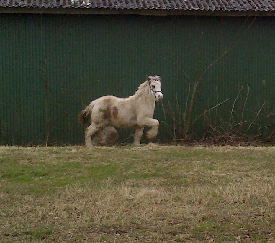 Tinker Lucky Ears billede 1