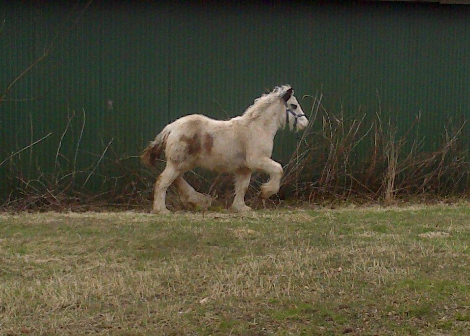 Tinker Lucky Ears billede 2