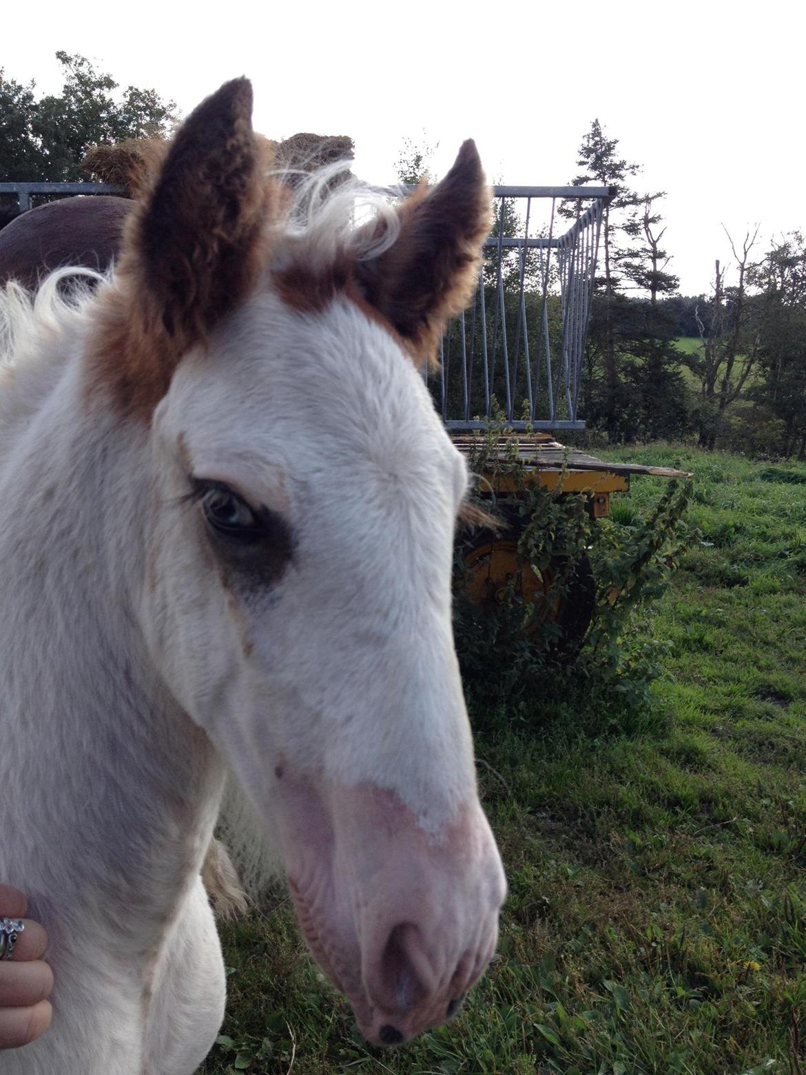 Tinker Lucky Ears billede 3