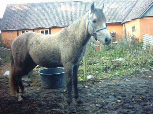 Welsh Partbred (Sec F) rusty - 2005,, 2½ år ,,,1 måned efter jeg havde købt ham billede 2