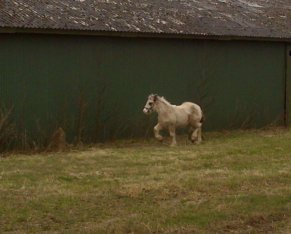 Tinker Lucky Ears billede 4