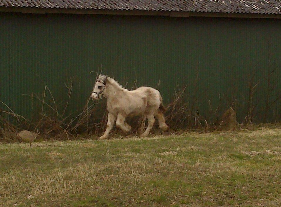 Tinker Lucky Ears billede 5