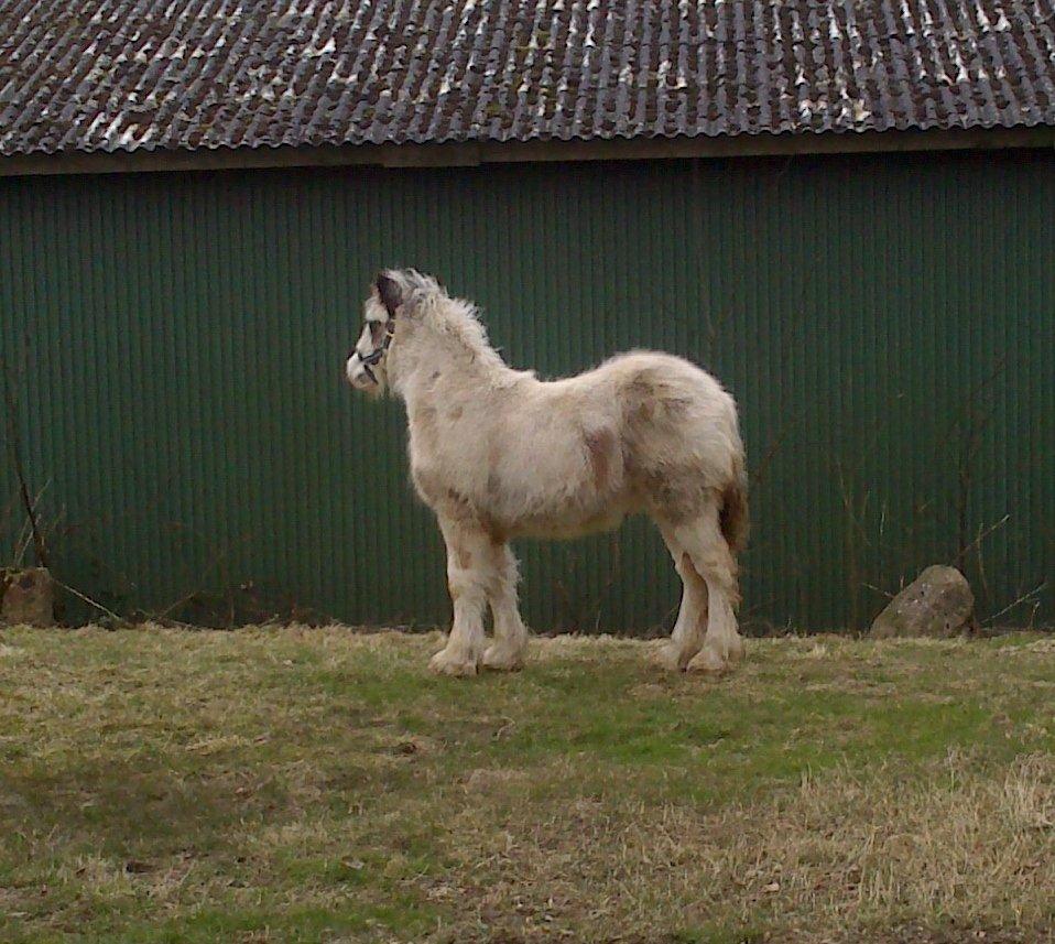 Tinker Lucky Ears billede 6