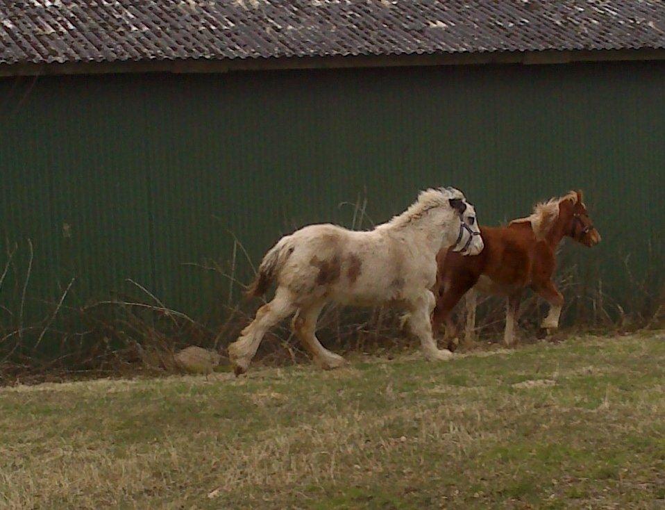 Tinker Lucky Ears billede 7