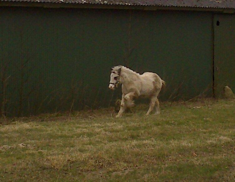 Tinker Lucky Ears billede 8