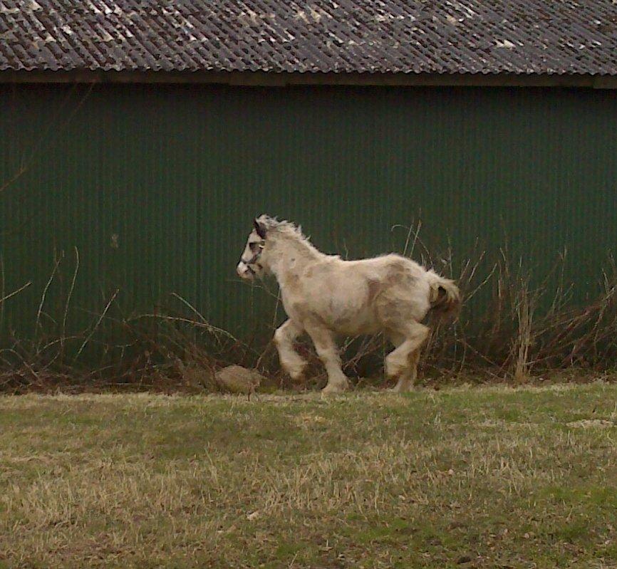 Tinker Lucky Ears billede 9