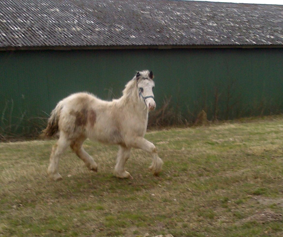 Tinker Lucky Ears billede 10