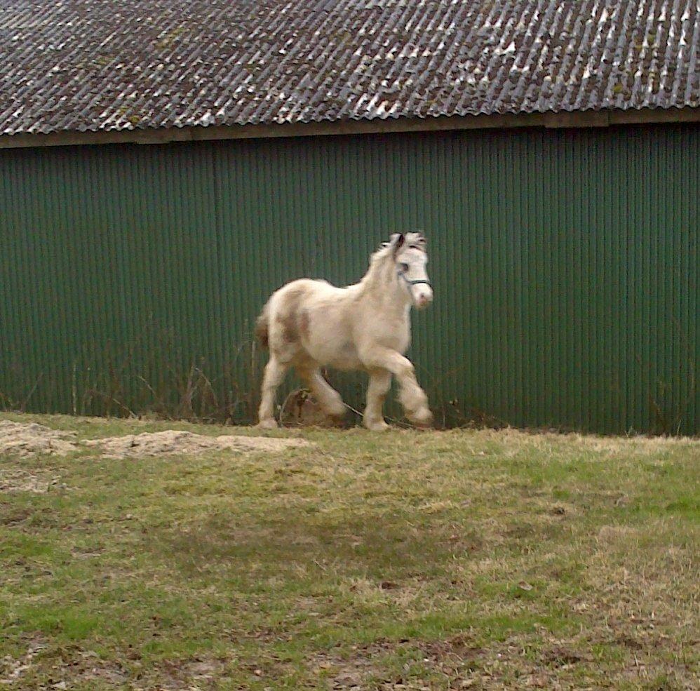 Tinker Lucky Ears billede 11