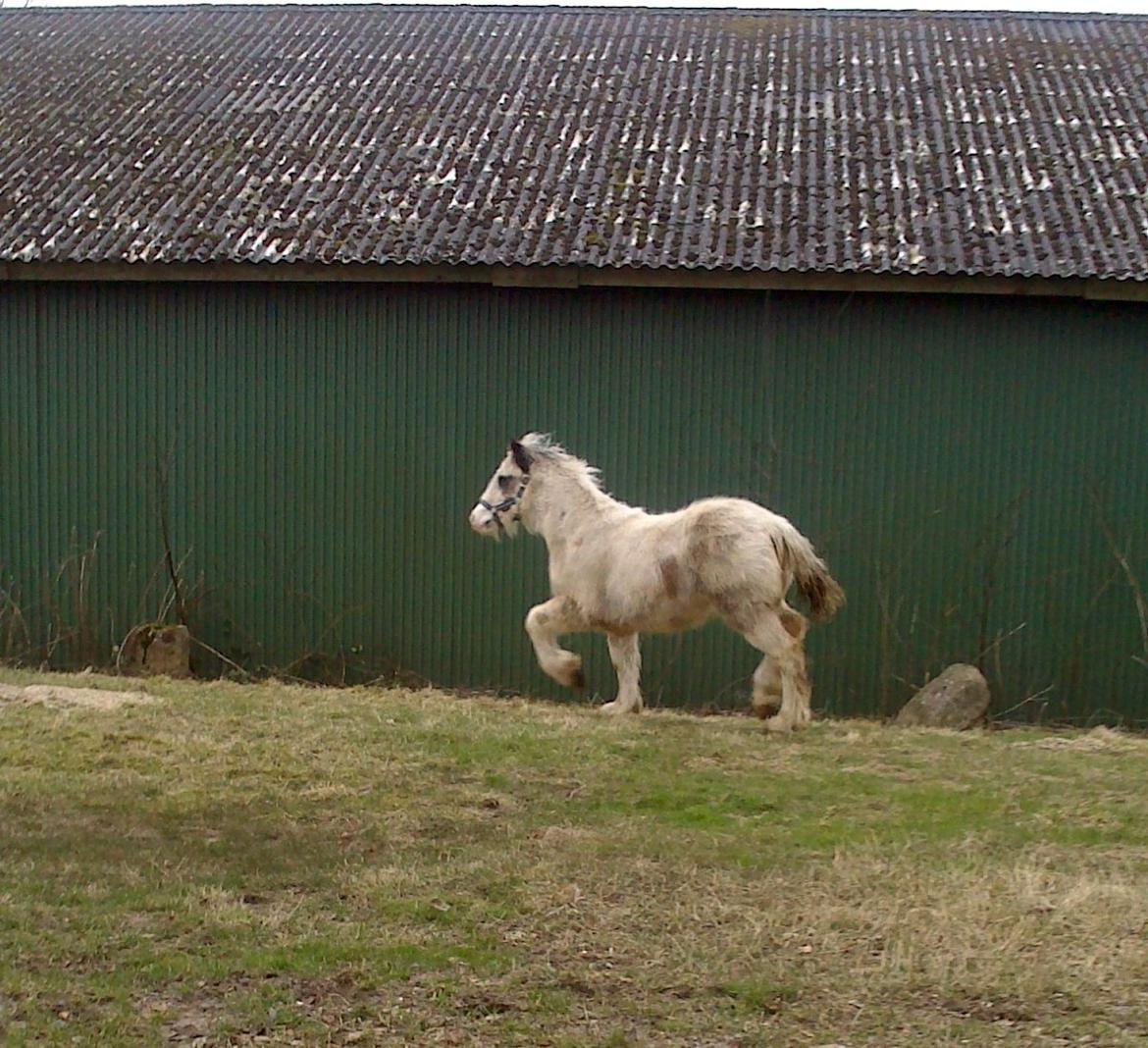 Tinker Lucky Ears billede 12