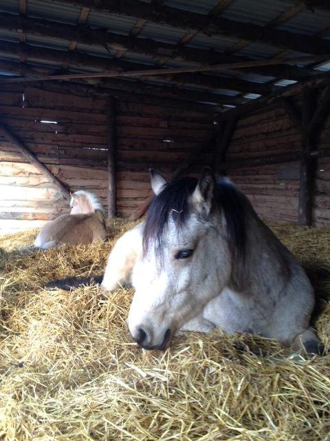 Connemara Følfods Ziggy Stardust - Tidl. hest - Ungdomsafdelingen. Ziggy og Dino sover stadig længe sammen. billede 8