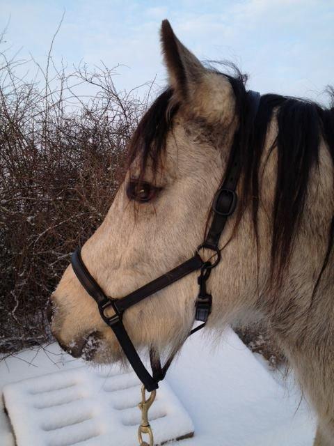 Connemara Følfods Ziggy Stardust - Tidl. hest - Ny årstid - ny farve: Vinterlysegrå. billede 7