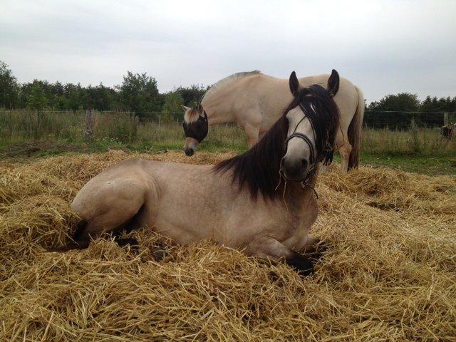 Connemara Følfods Ziggy Stardust - Tidl. hest - Hygge i halmen. billede 5