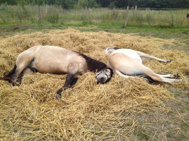 Connemara Følfods Ziggy Stardust - Tidl. hest - Dejligt at sove længe sammen. billede 3