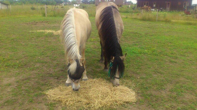 Connemara Følfods Ziggy Stardust - Tidl. hest - Ny ven på samme alder, Dino. billede 2