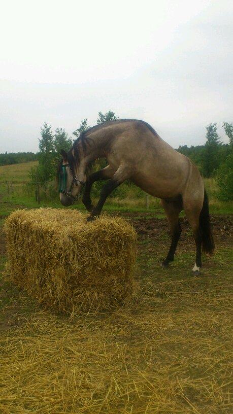 Connemara Følfods Ziggy Stardust - Tidl. hest - Ziggy er lige flyttet ind og er ved at undersøge alt det nye. Juli 2012. billede 1