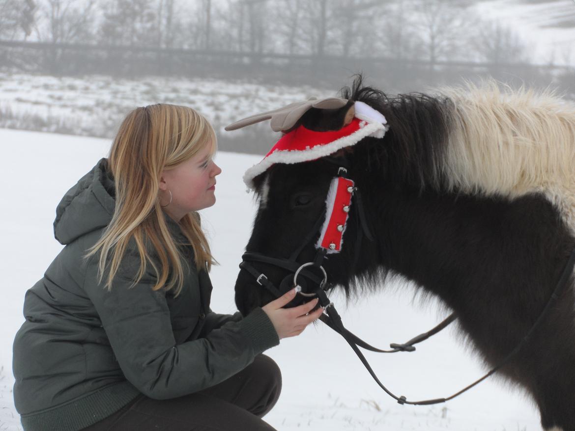 Shetlænder Zika billede 7
