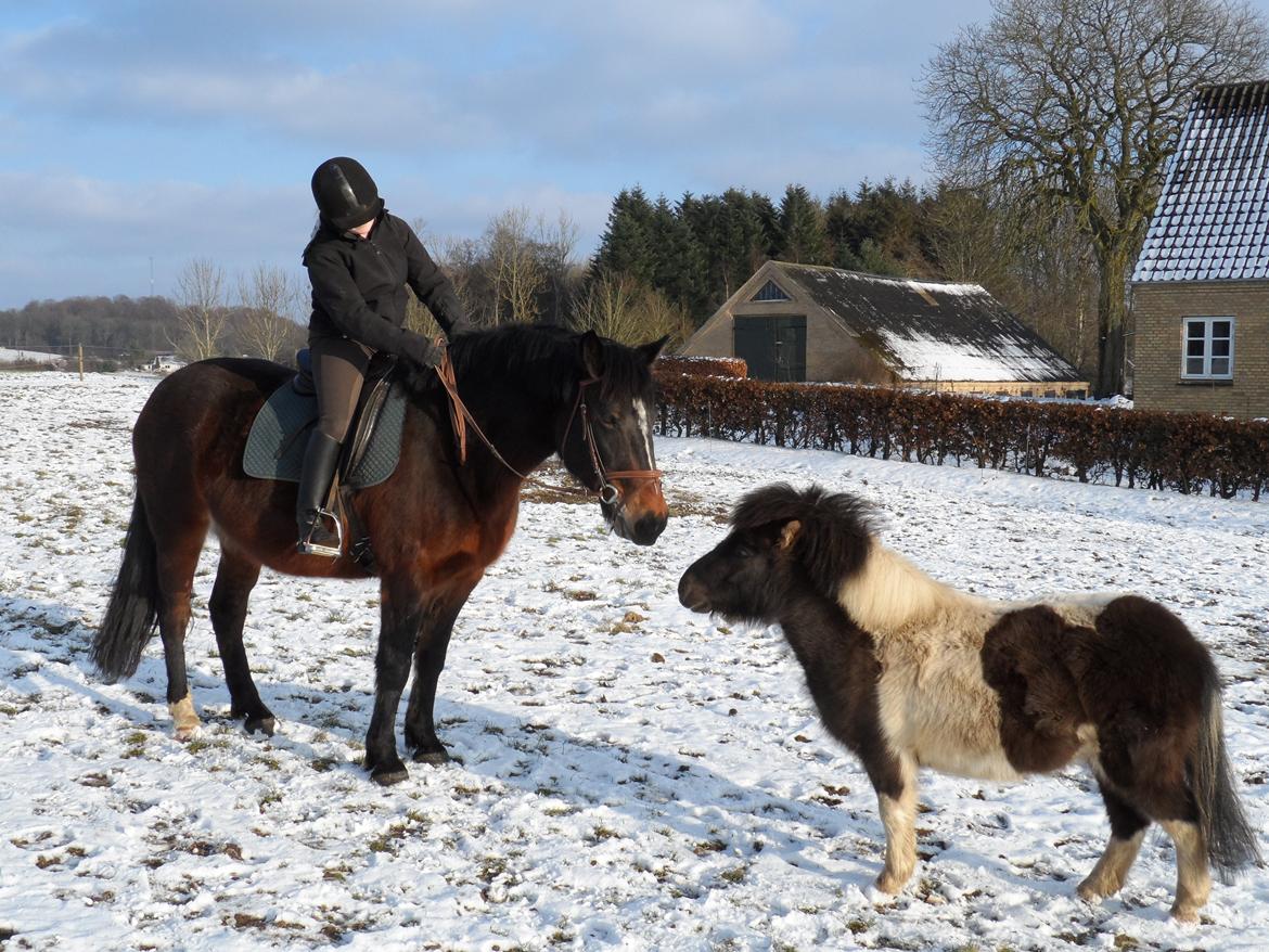 Shetlænder Zika billede 17
