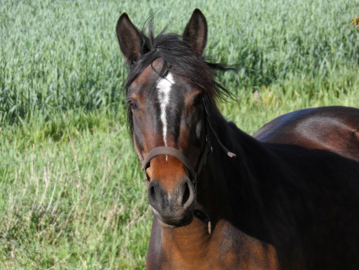 Oldenborg Jasmin billede 10