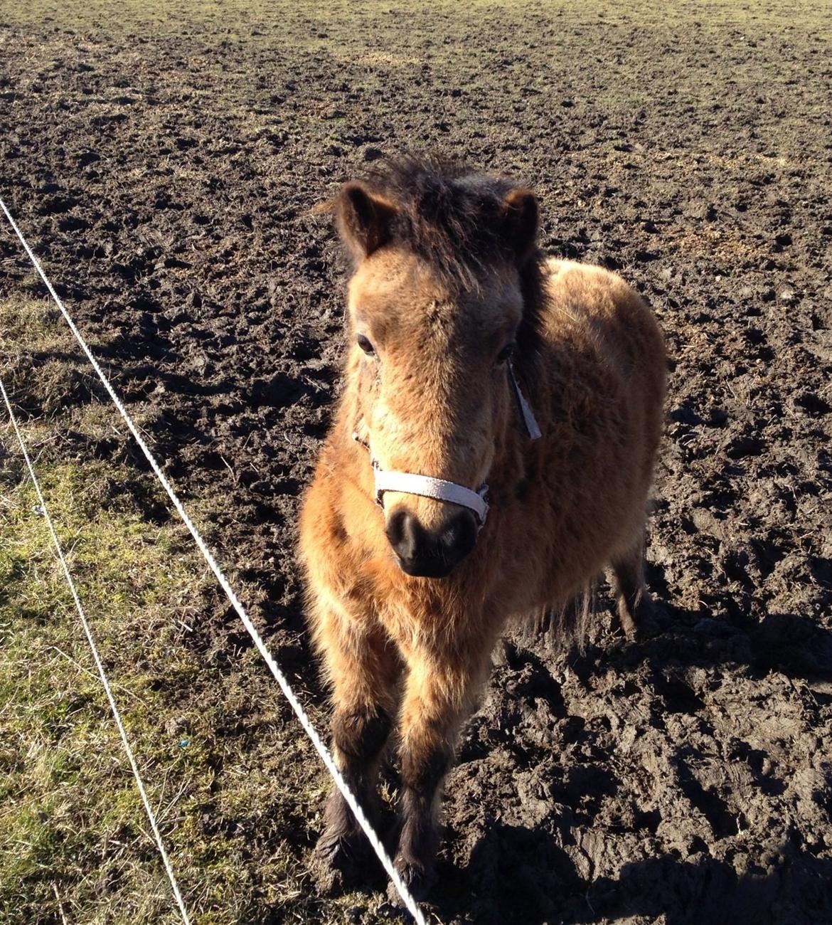 Anden særlig race Wilma (Hulahop) billede 13