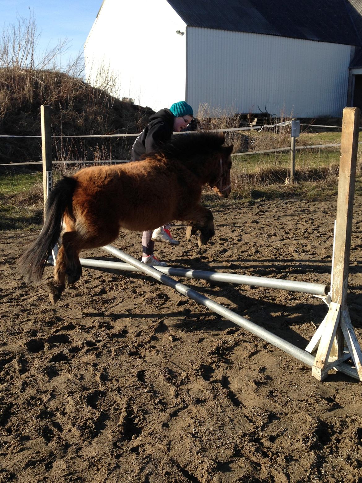 Anden særlig race Wilma (Hulahop) billede 14