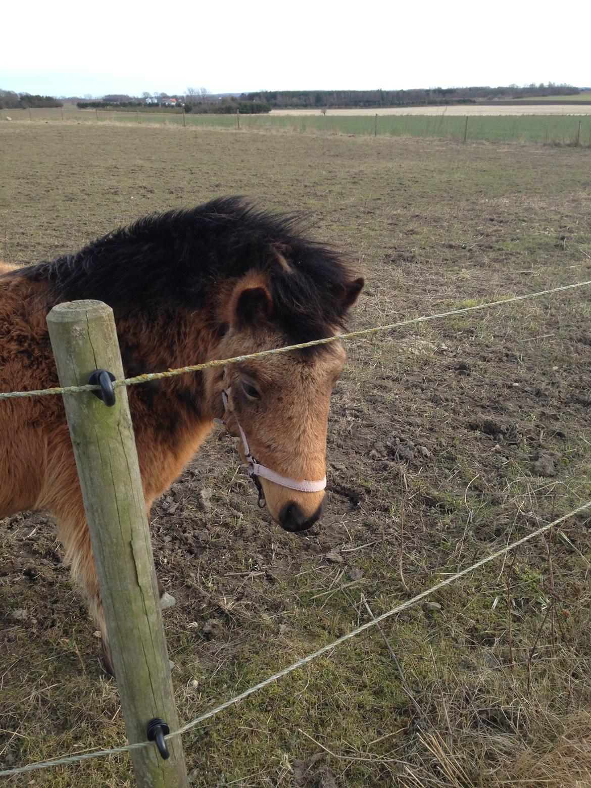 Anden særlig race Wilma (Hulahop) billede 15