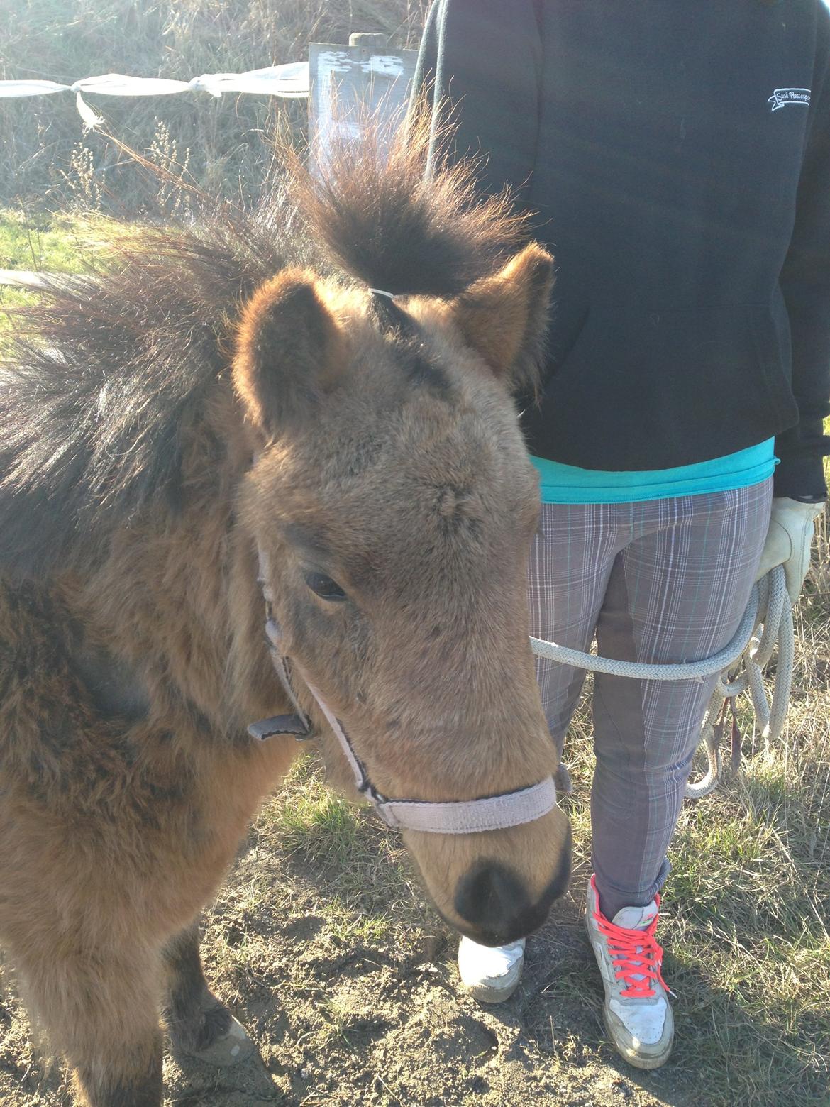 Anden særlig race Wilma (Hulahop) billede 16