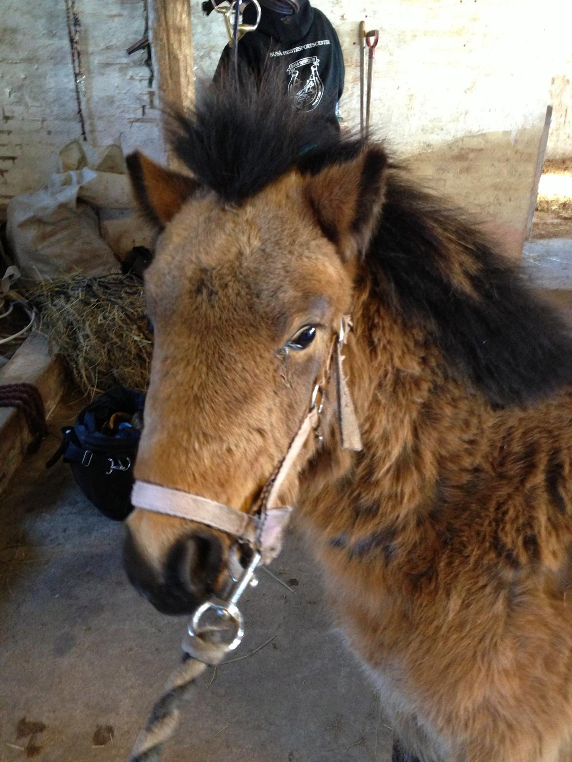 Anden særlig race Wilma (Hulahop) billede 17