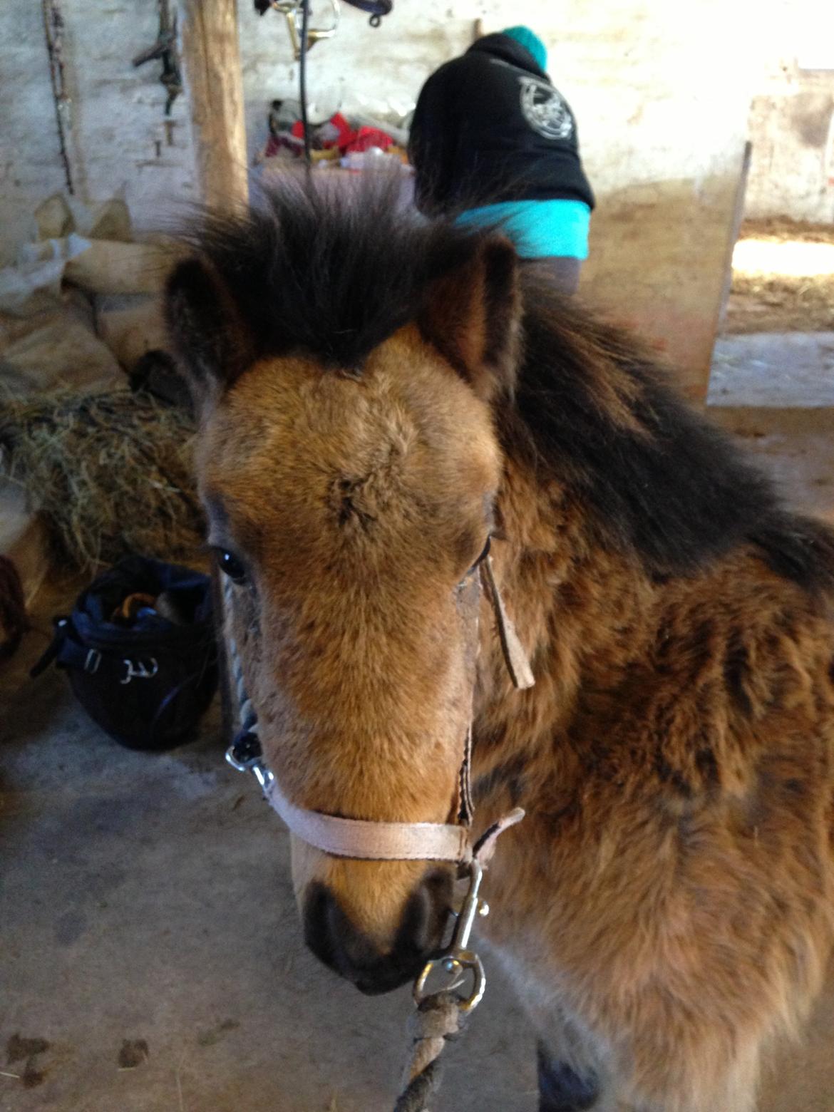 Anden særlig race Wilma (Hulahop) billede 18