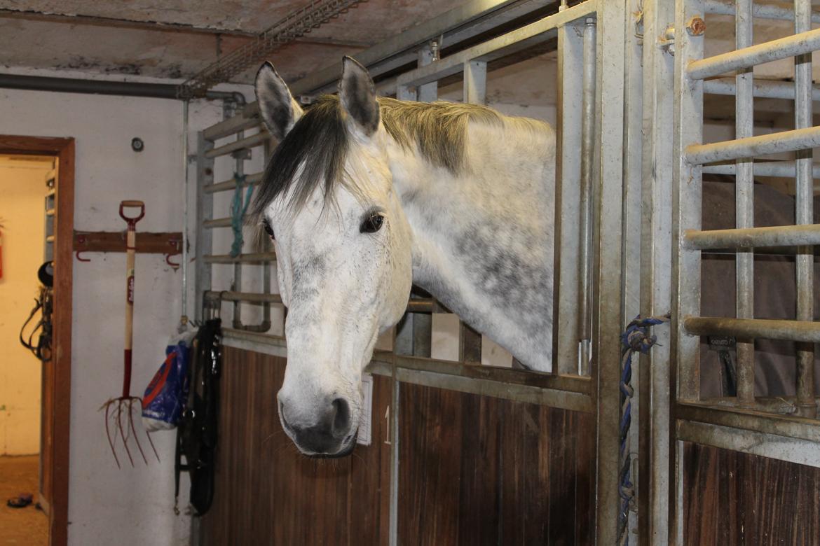 Dansk Varmblod Ramazotti billede 3