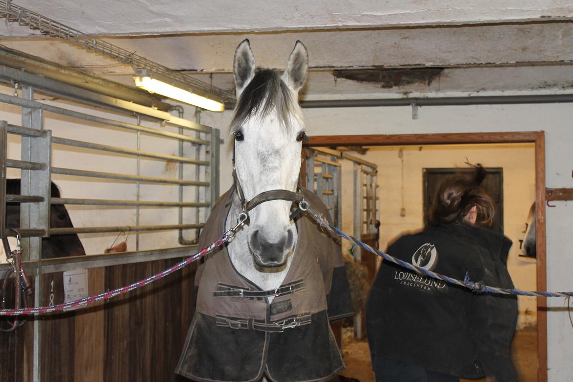 Dansk Varmblod Ramazotti billede 4