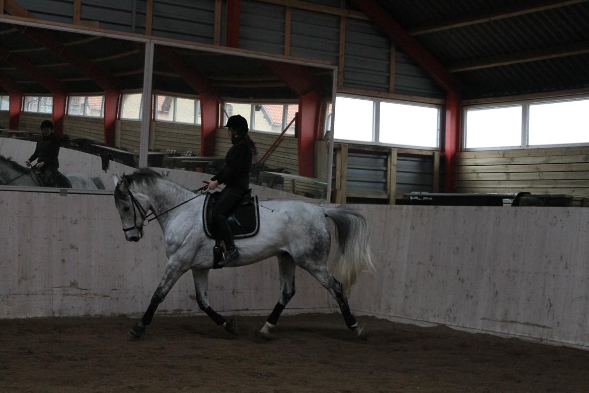 Dansk Varmblod Ramazotti billede 5