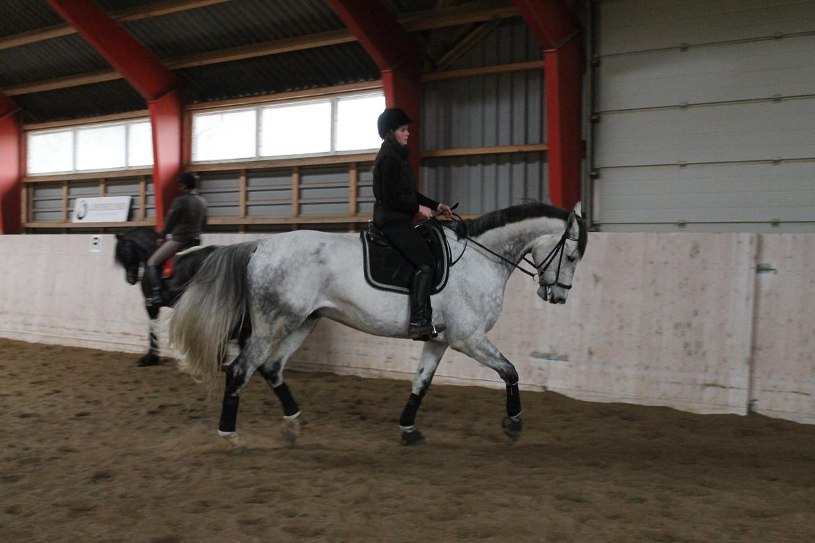 Dansk Varmblod Ramazotti billede 6