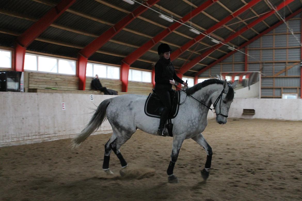 Dansk Varmblod Ramazotti billede 7