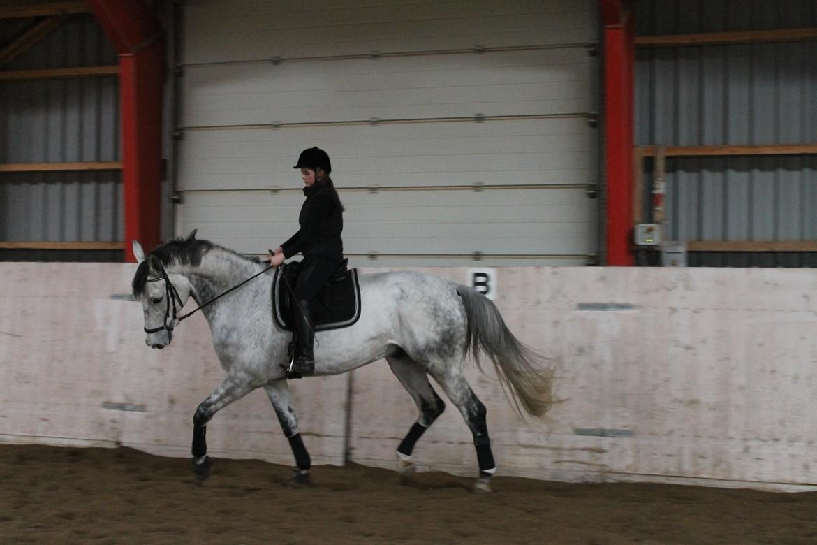 Dansk Varmblod Ramazotti billede 8