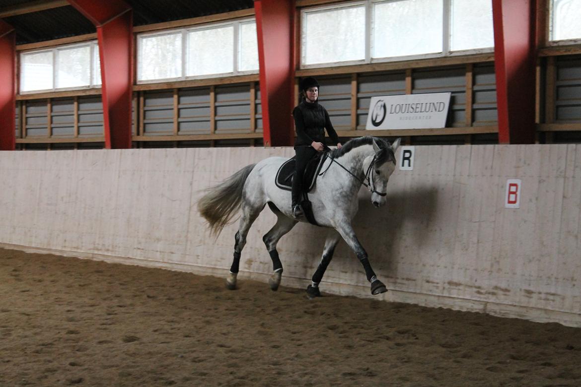 Dansk Varmblod Ramazotti - Velkommen til Ramazotti til profil! <3 billede 2