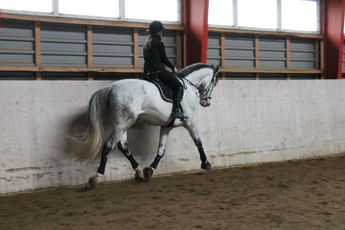 Dansk Varmblod Ramazotti billede 9