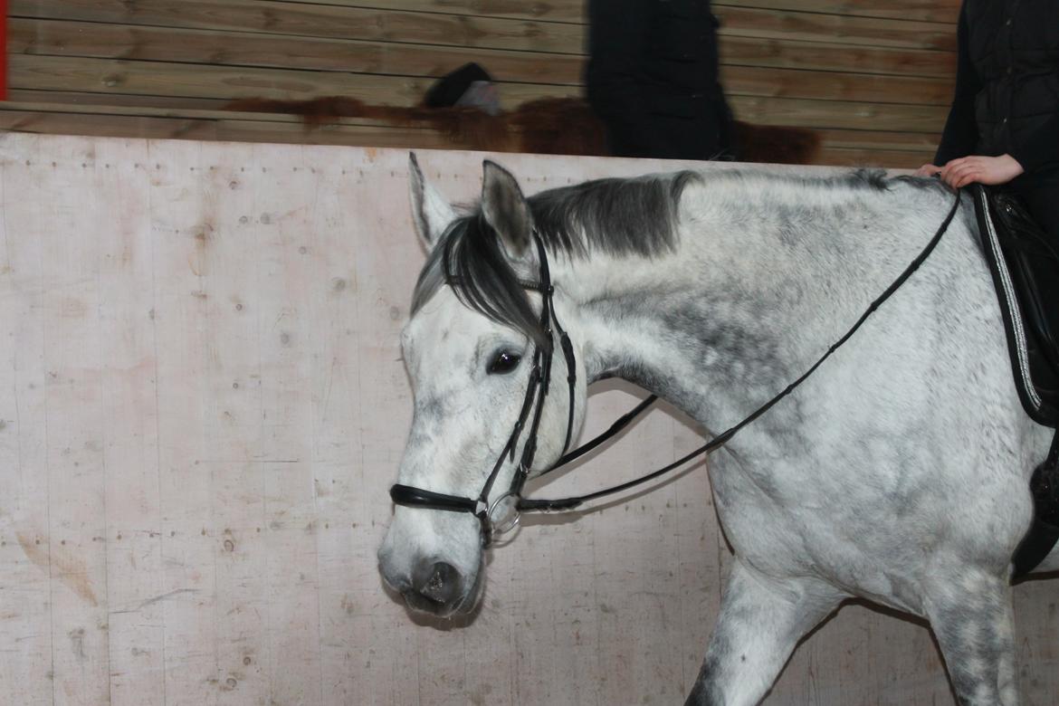 Dansk Varmblod Ramazotti billede 10